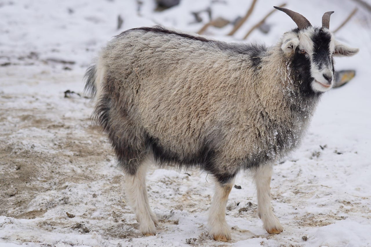 The colder the winter, the finer the coat. The best fibre comes from herds above 3,000 metres.